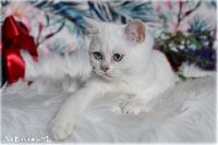 /babette