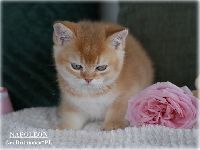 /napoleon