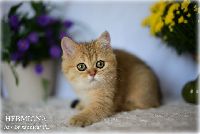 /hermiona