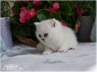 /jasmine