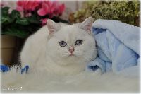 /opal