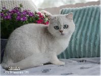 /adela