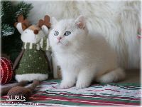 /albus