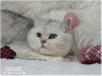 /harriet