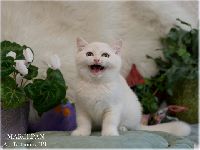 /marcepan
