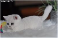 /ivory