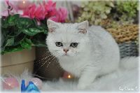 /sybilla