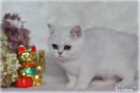 /sybilla