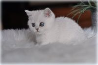 /ivory