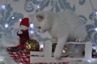 /quasar