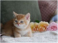 /napoleon