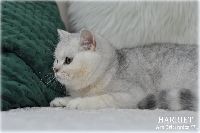 /harriet