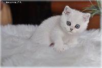 /ivory