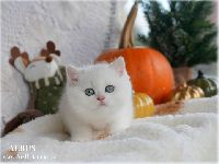 /albus