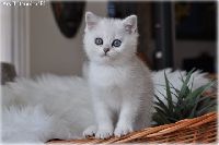 /ivory