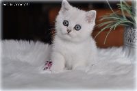 /ivory