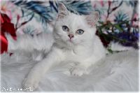 /babette