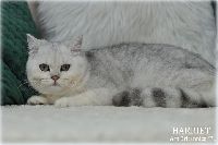 /harriet