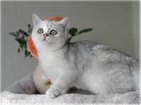 /migotka