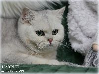 /harriet