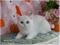 /severin