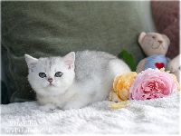 /migotka