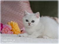 /galadriela