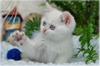 /bluebell