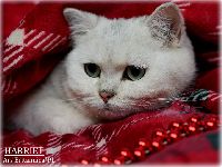 /harriet
