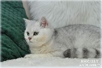 /harriet