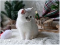 /aladin