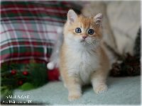 /baltazar