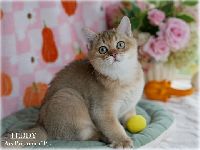 /teddy