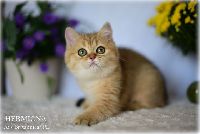 /hermiona