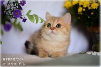 /hermiona