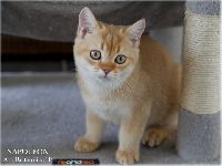 /napoleon
