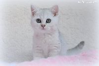 /gigi