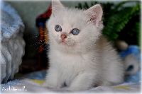 /bluebell