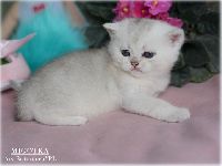 /migotka