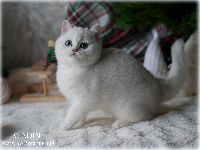 /aladin