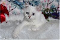 /babette