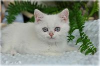 /bluebell