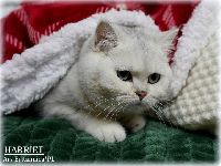 /harriet