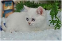 /bluebell