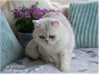 /vadim