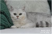 /harriet