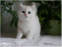 /marcepan