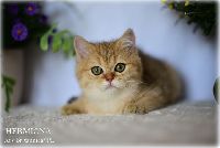 /hermiona