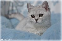 /otello