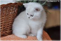 /ivory
